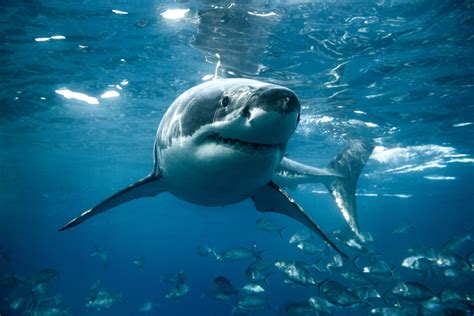 Great white shark turns below the ocean's surface. - WildAid