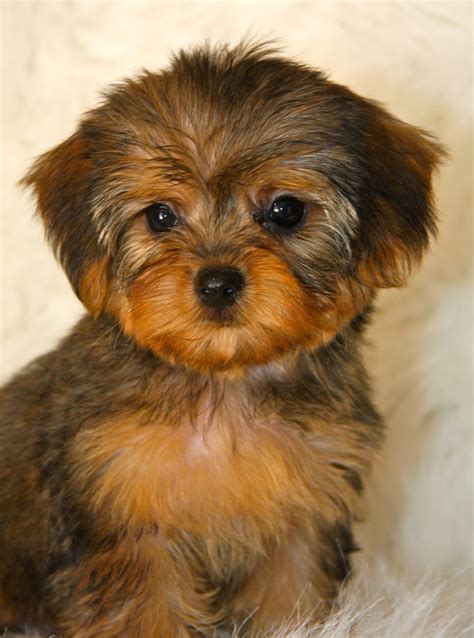 Yorkie Poo - Puppies, Rescue, Pictures, Information, Temperament ...