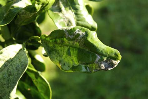 Lemon Tree Leaves Curling » Top Diagnostic Tips