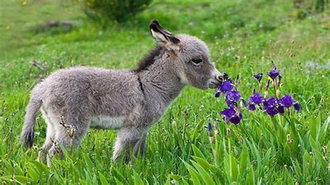 Baby Miniature Donkey