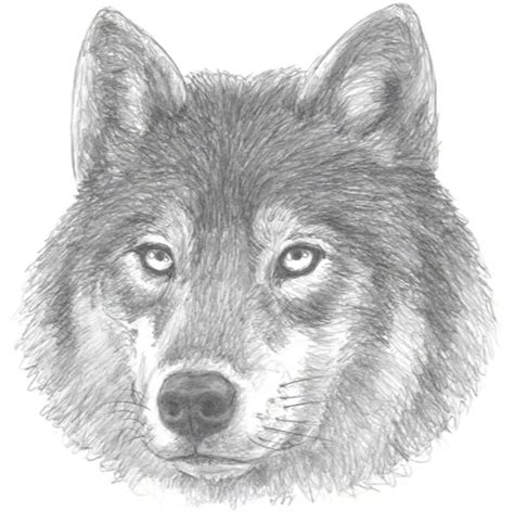 How To Draw A Wolf 10 Easy Drawing Projects – NBKomputer