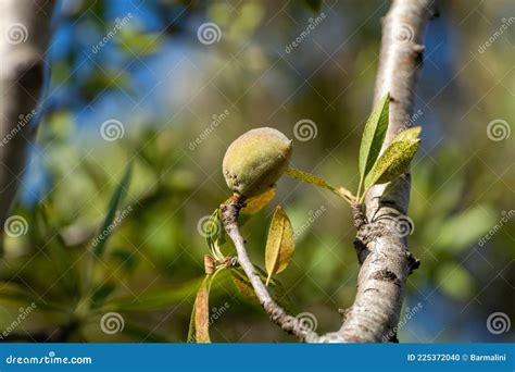 Green Almonds Nuts Ripening on Tree, Cultivation of Almond Nuts in ...