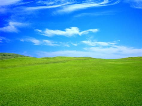 Blue Grass Wallpaper - WallpaperSafari