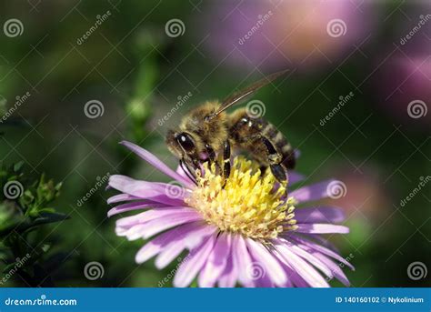 One Honey Bee Pollinating a Violet Flower Stock Photo - Image of plant, pollination: 140160102