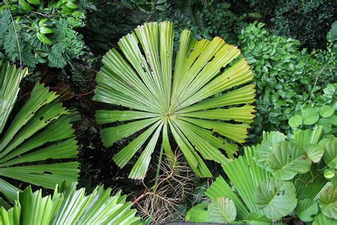 We may finally understand why tropical plants have huge leaves | New ...