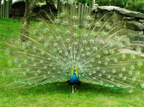 🔥 [50+] Beautiful Peacock Wallpapers | WallpaperSafari