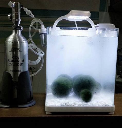 Using CO2 to Enhance Marimo Growth - MossBall.com