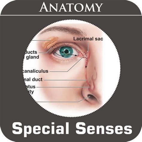 Special Senses Anatomy - Apps on Google Play