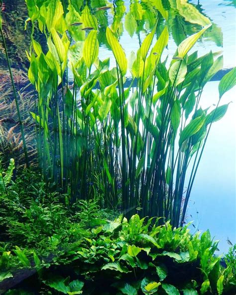 95 best images about Freshwater Aquarium plants on Pinterest ...