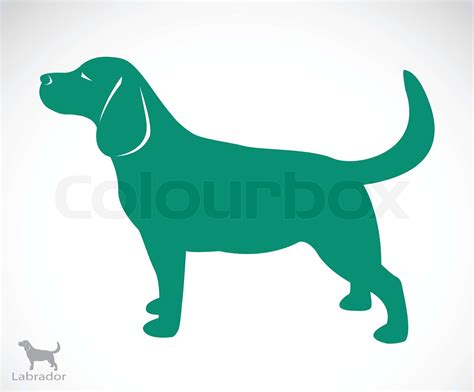 Vector image of an dog labrador | Stock vector | Colourbox