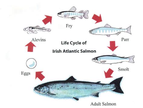 Salmon Life Cycle | Marine Institute