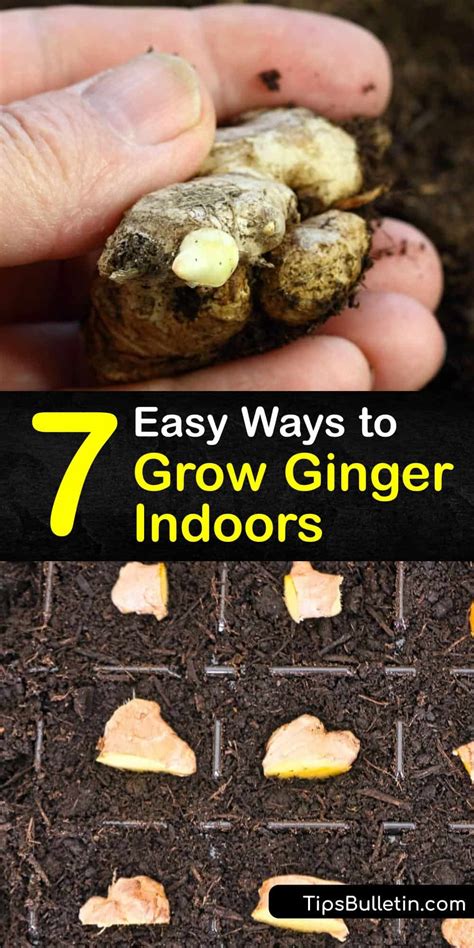 7 Easy Ways to Grow Ginger Indoors