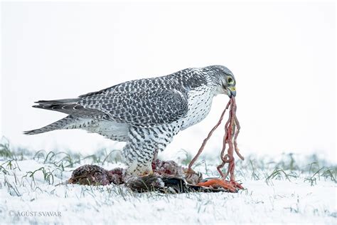 Photo series: World's largest falcon tears into its prey in snowy Iceland | Predator vs Prey ...