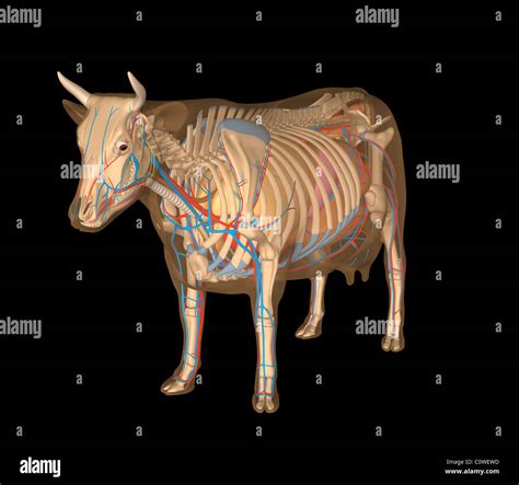 Cow Liver Anatomy