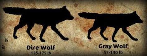 Canis Lupus—The Grey Wolves of Then and Now | Owlcation