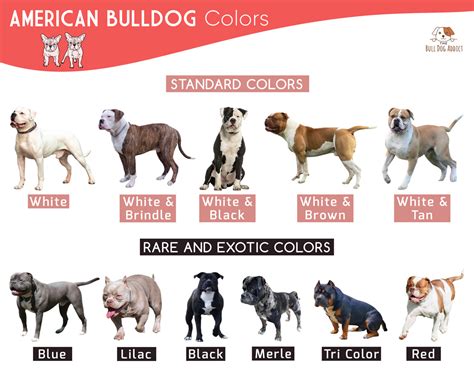 All American Bulldog Colors And Markings Explained (With, 43% OFF