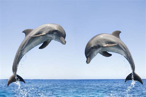 Baby Dolphins Wallpapers - Wallpaper Cave