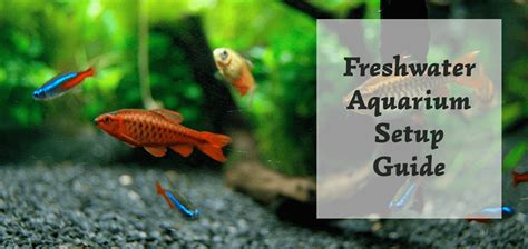 Freshwater Aquarium Setup - Step-by-Step Guide - AquariumGuide.net