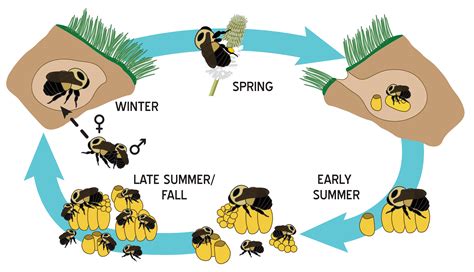 Life Cycle and Biology – Bumble Bees of Wisconsin – UW–Madison