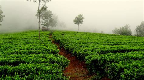 Tea Gardens Palampur - Ketav's Ayush Panchkarma India