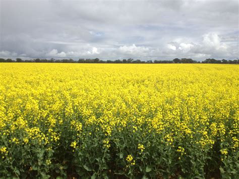 Beautiful canola fields near Horsham Victoria | Horsham victoria, Grand tour, Lands downunder