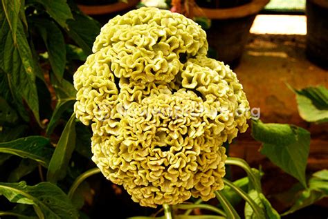 Cockscomb flower varieties