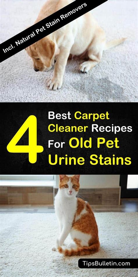 All Natural Carpet Cleaner Pet Stains