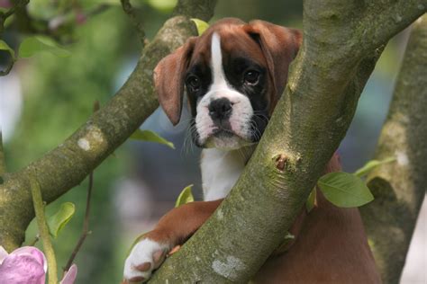 Lovely Boxer Puppies - Wallpaper, High Definition, High Quality, Widescreen