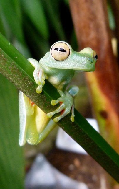 30 Glass Tree Frog ideas | frog, tree frogs, glass frog