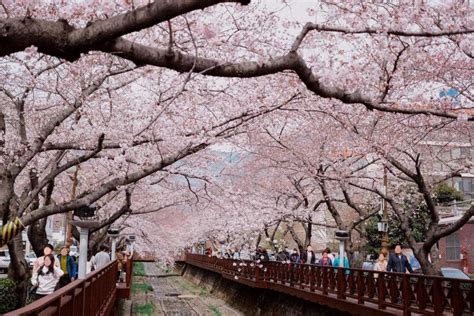 Where to Go for The Most Beautiful Cherry Blossoms in South Korea?