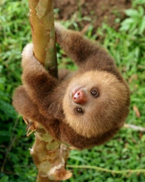 Cute Sloth Wallpaper - WallpaperSafari