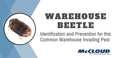 Warehouse Beetle: Identification and Prevention Methods - McCloud Pest Solutions