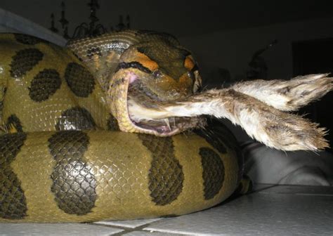 Green Anaconda Eating – Reptile Fact