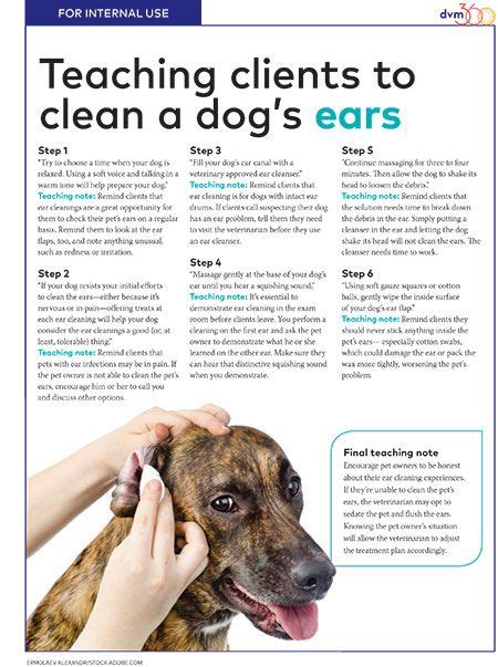 How To Clean Fur Outside Of Dogs Ear