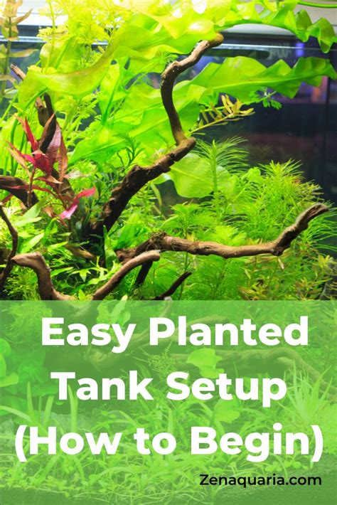 Easy Planted Tank Setup | Aquarium fische, Aquarium, Fische