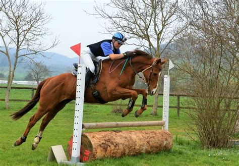 #RedHawkRupert, #GB_thoroughbred, jumping training, at his first ever jumping competition; a ...