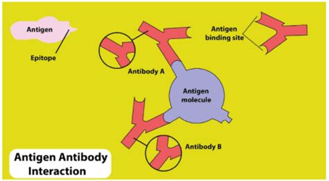 Antigen Antibody Reaction Diagram