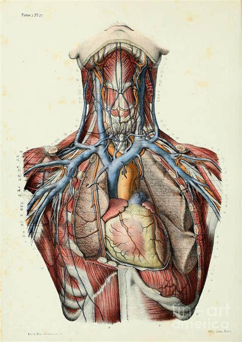 Anatomy human body old anatomical 46 Painting by Boon Mee - Pixels