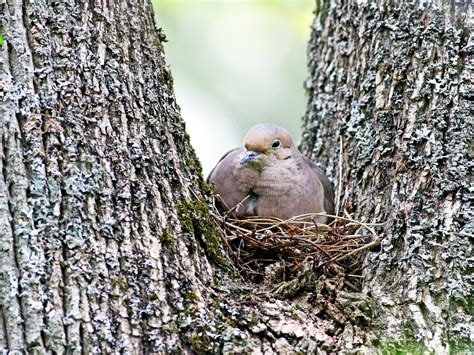 Mourning Dove - NestWatch