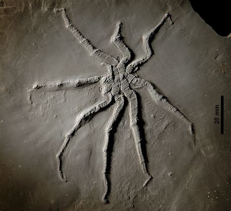 Pycnogonids ("sea spiders") are among the rarest of fossil arthropods ...