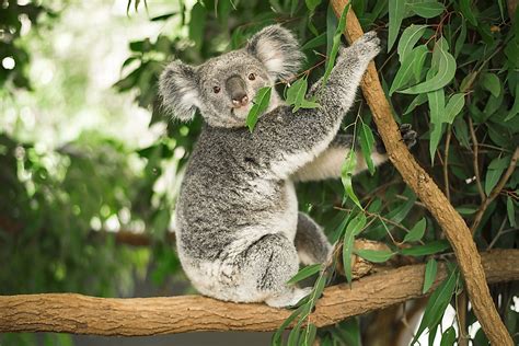 Israbi: Koalas Diet And Habitat