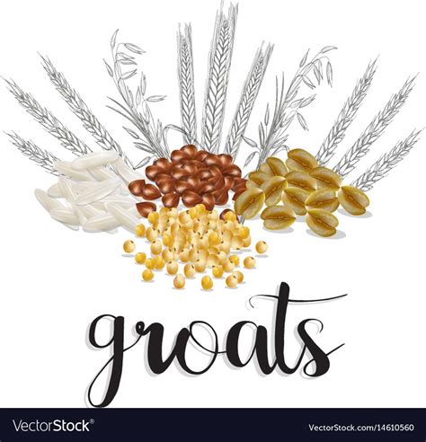 Cereals and grains Royalty Free Vector Image - VectorStock