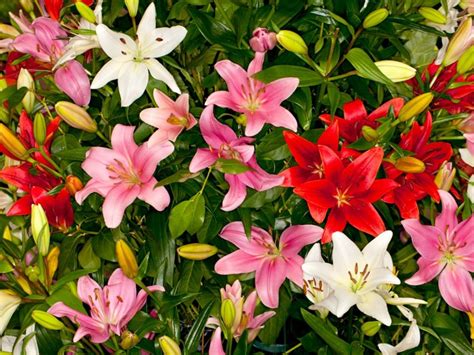 Asiatic Lily Care - How To Grow Asiatic Lilies