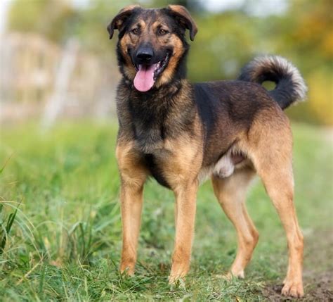 German Shepherd Rottweiler Mix: Origin, Breed Info & Diet Guide