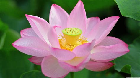 Lotus 4K Wallpapers - Top Free Lotus 4K Backgrounds - WallpaperAccess