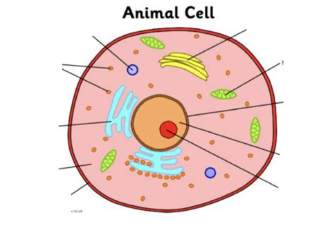 Animal cell diagram Diagram | Quizlet