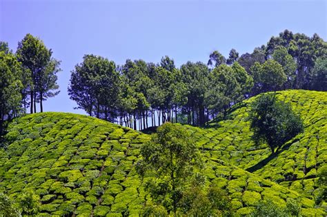 Travel Inspired Fine Art Photography: 25: Munnar Tea Gardens, Kerala, India...