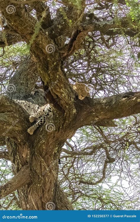 Beautiful wild leopard stock image. Image of environment - 152250377