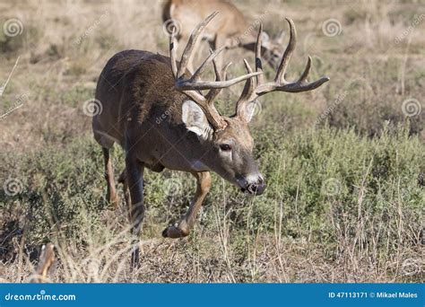 Whitetail Buck In Velvet In Swamp Royalty-Free Stock Image | CartoonDealer.com #119370940