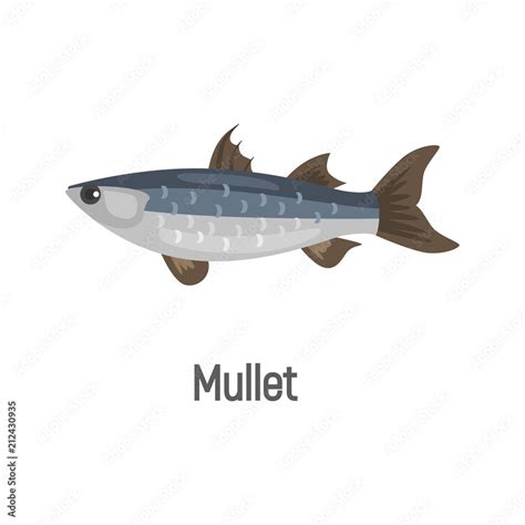 Mullet fish color isolated on white icon Stock Vector | Adobe Stock